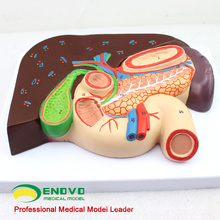 VISCERA02(12539) Life Size Liver with Gallbladder, Pancreas and Duodenum Anatomical Model